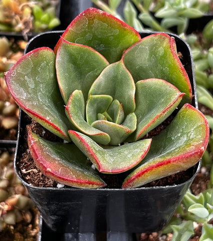 Echeveria Paso Doble