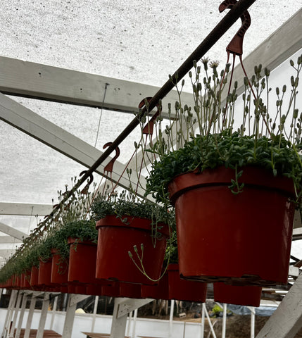 Hanging String of Dolphins 8