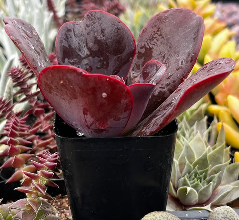 mahogany rose succulent Echeveria Mahogany Rose