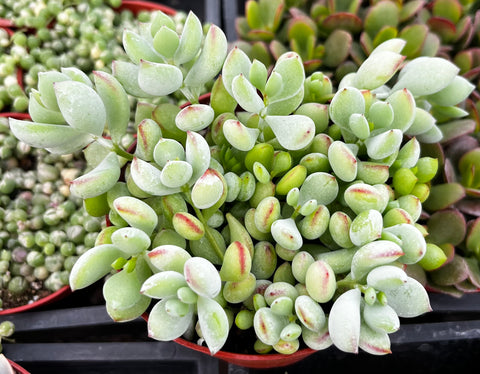 pendens succulent Cotyledon Pendens