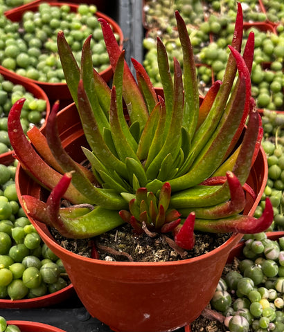 Crassula Devil's Horns