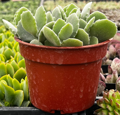 Kalanchoe Milottii