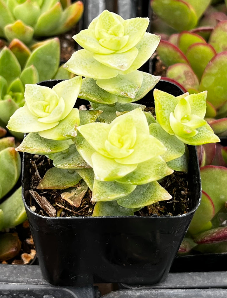 Variegated String of Buttons