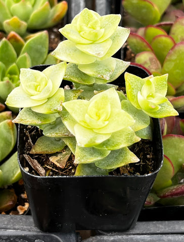 Variegated String of Buttons