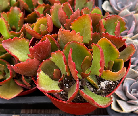 Kalanchoe Longiflora