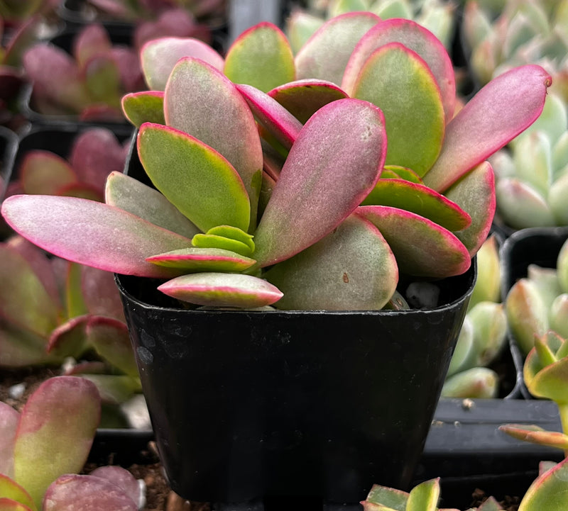 Variegated Succulents