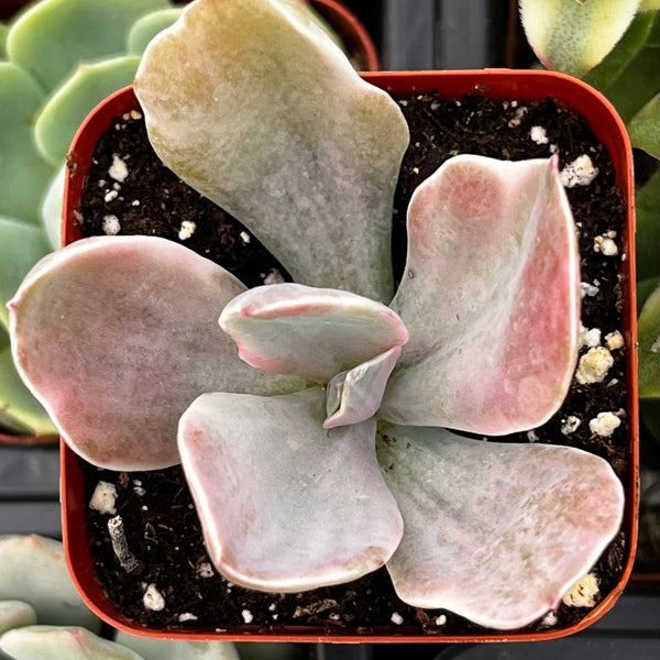decora succulent Echeveria Decora