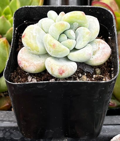 Sedum Clavatum