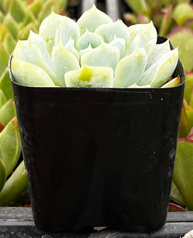 Echeveria Elegans Mexican Snowball
