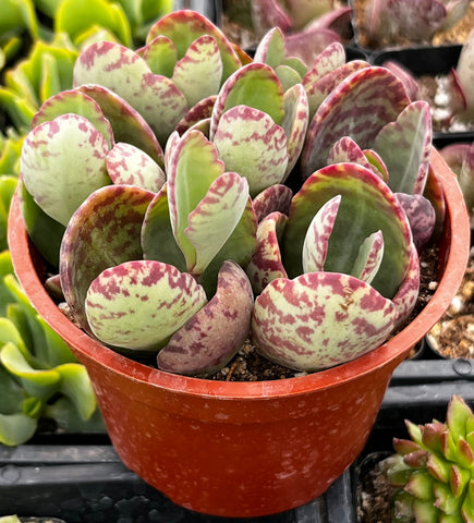 Kalanchoe Humilis Desert Surprise