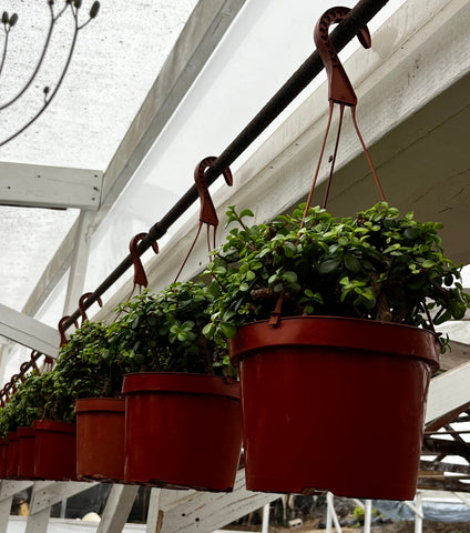 Hanging Portulacaria Afra 8