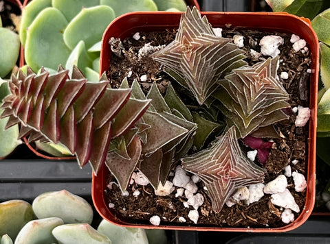 pagoda village succulent Crassula Pagoda Village