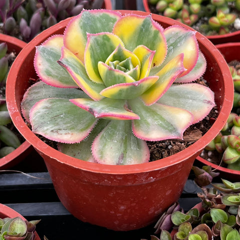 Aeonium Sunburst