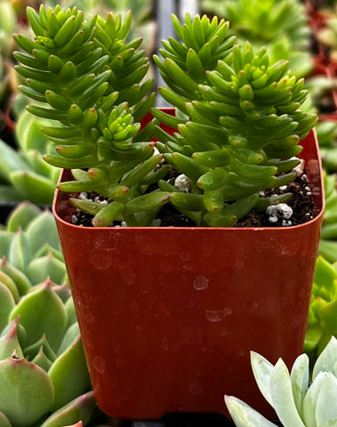 Sedum Spiral Staircase