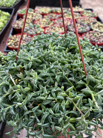 Hanging String of Dolphins 8