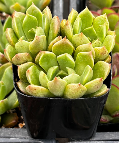 Echeveria Green Wheel