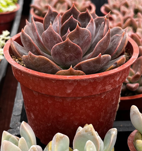 Echeveria Marrom