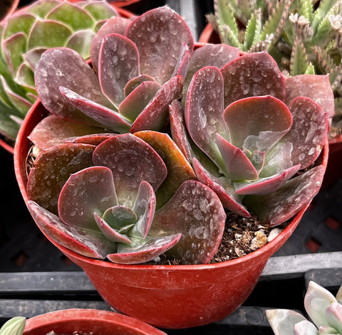 Echeveria Red Baron