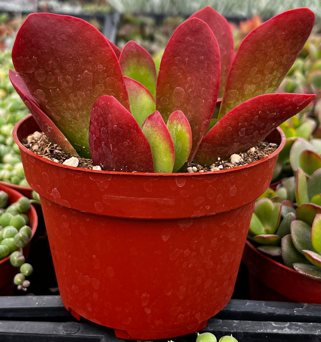 fire dragon succulent Kalanchoe Dragonfire