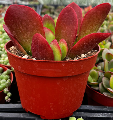 kalanchoe dragonfire succulent Kalanchoe Dragonfire