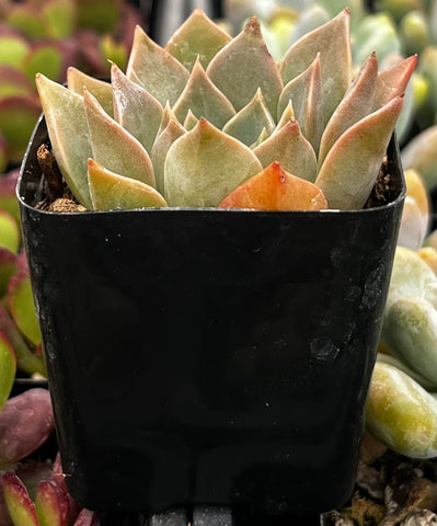 Echeveria Romance