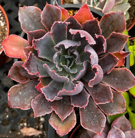 neon breaker succulent care Echeveria Neon Breaker