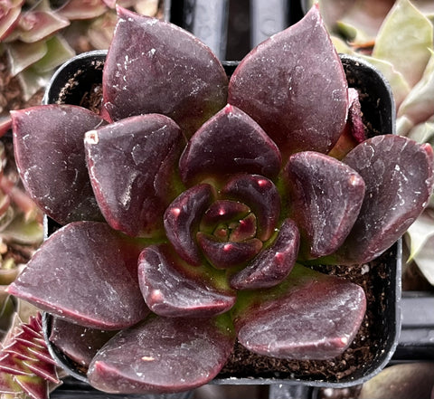 black prince succulent flower Echeveria Black Prince
