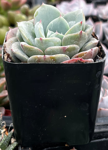 Echeveria Pinwheel