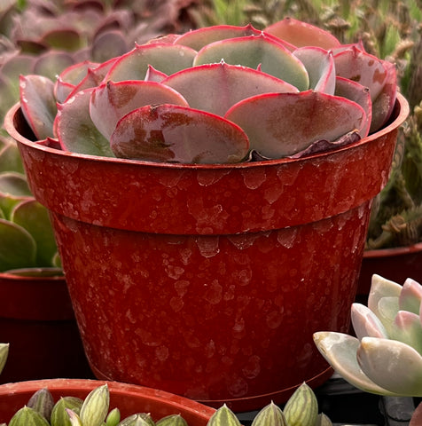 Echeveria Museli