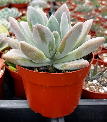 opalina succulent care Buy Graptoveria Opalina