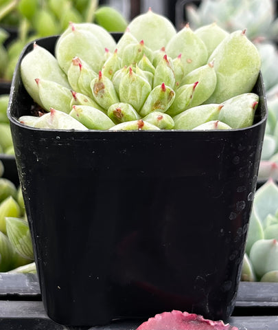 Echeveria Irish Mint