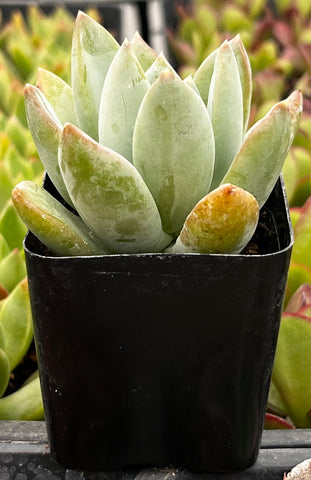 Graptoveria 'Grim One'