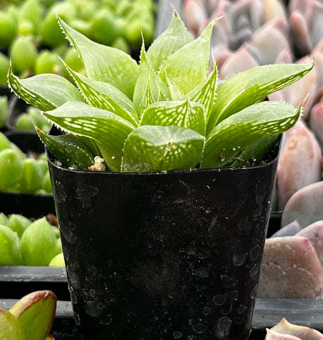 hiawatha succulent Haworthia Retusa Acuminata