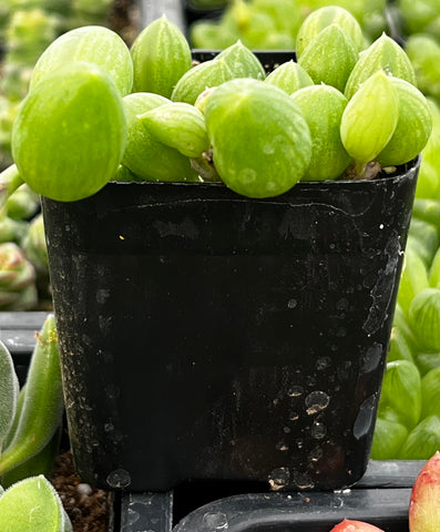 watermelon succulent String of Watermelons