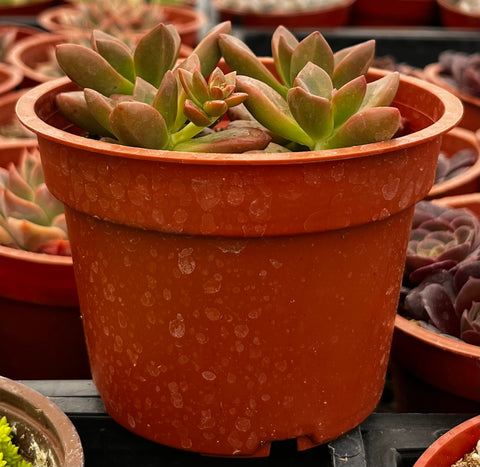 Graptosedum California Sunset