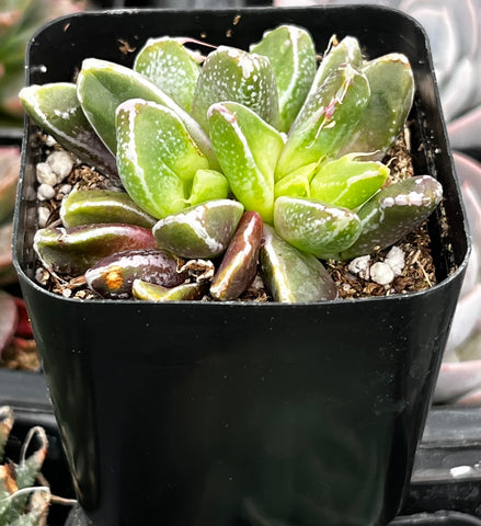 Faumatium Hybrid