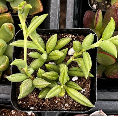 String of Bananas