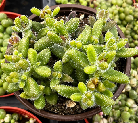 Pickle Plant