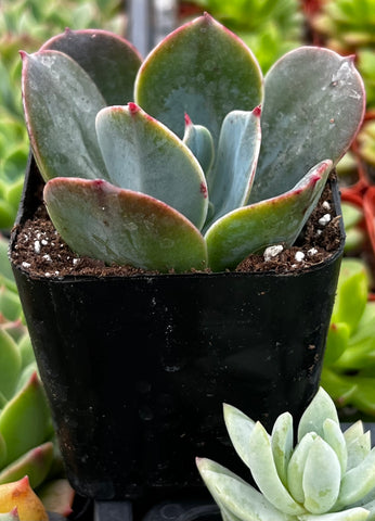 Echeveria Blue Sky