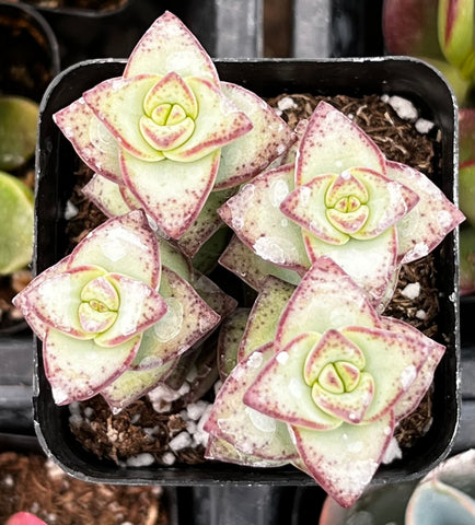Crassula String of Buttons