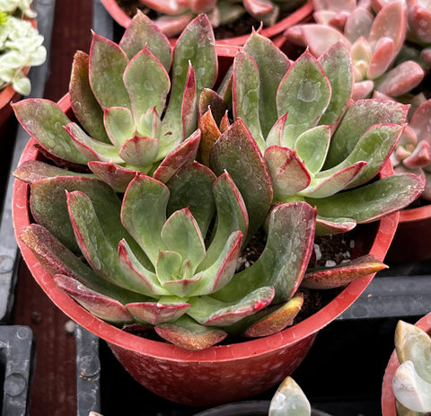 Echeveria Ana Lu