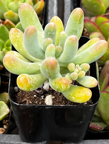 Stonecrop Jelly Bean