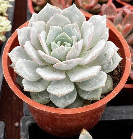 Echeveria White Rose