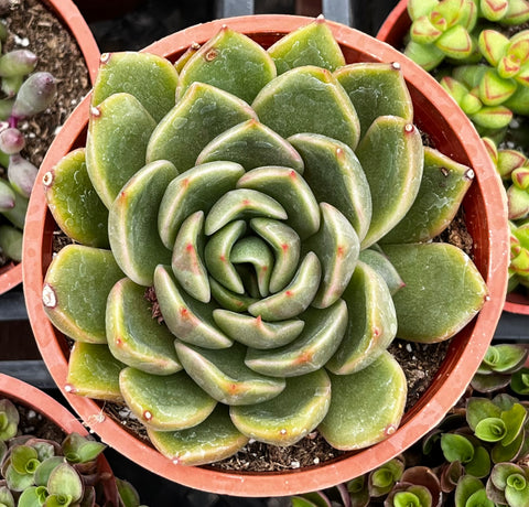echeveria agavoides succulent Echeveria Agavoides Prolifera