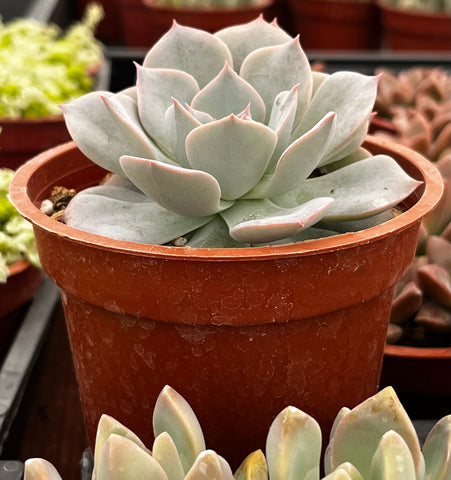 Echeveria Subsessilis