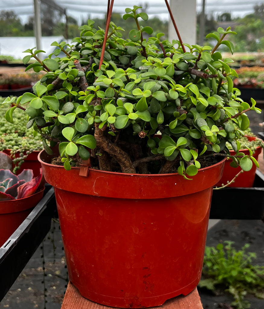 Hanging Portulacaria Afra 8