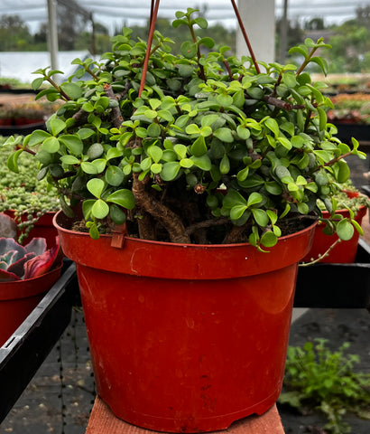 Hanging Portulacaria Afra 8