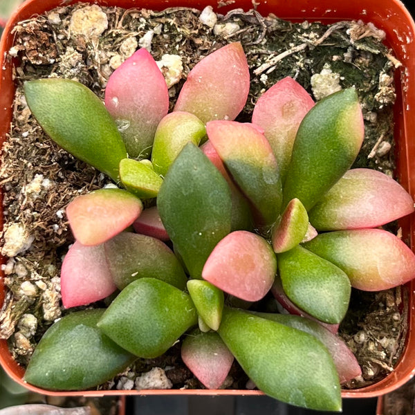 アナカンプセロス属　コンプトニーAnacampseros comptonii Anacampseros-1_f7278e40-d84d-