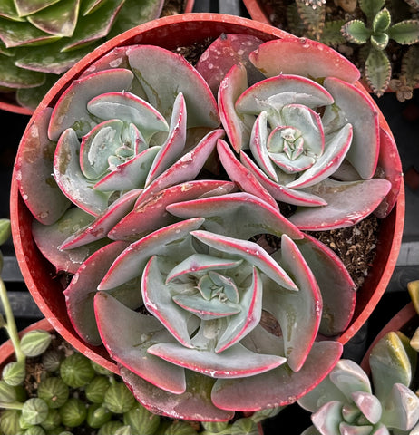 Echeveria Museli