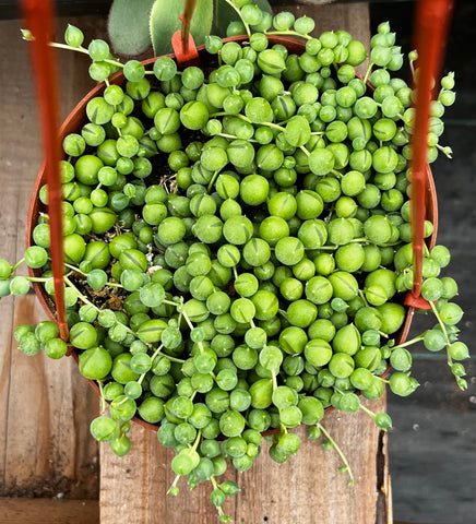 String of Pearls